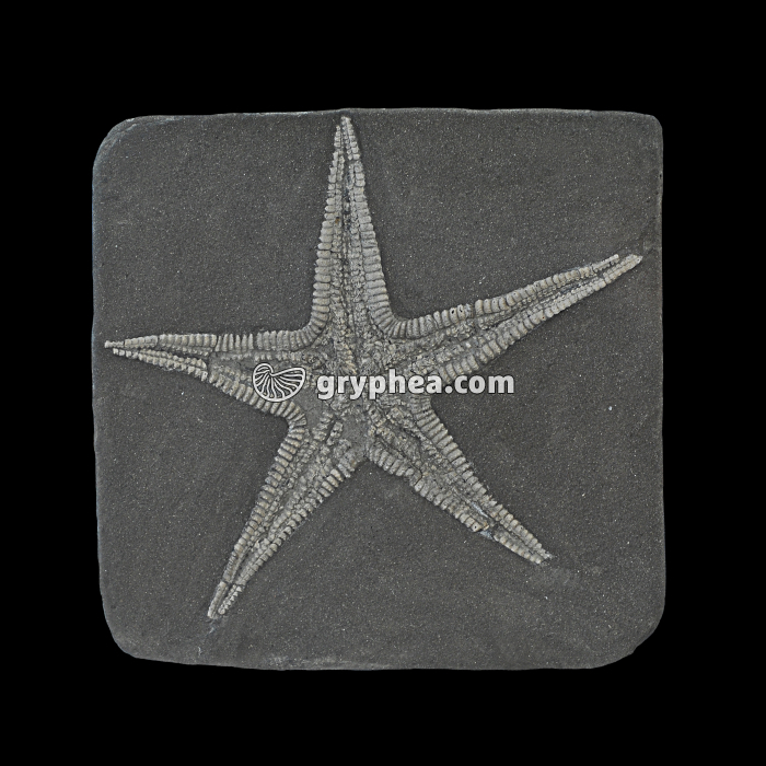 Etoile de mer fossile - gryphea.com